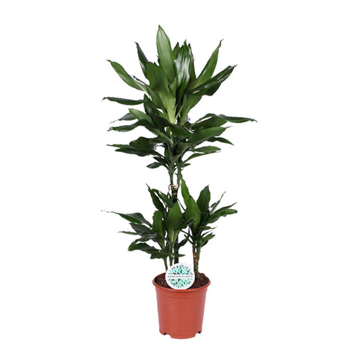 dracaena-janet-lind-o21cm-↕90cm-2