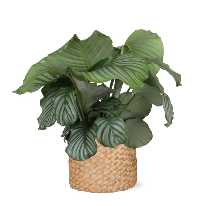 calathea-orbifolia-o21cm-↕70cm-in-albury-natural-mand