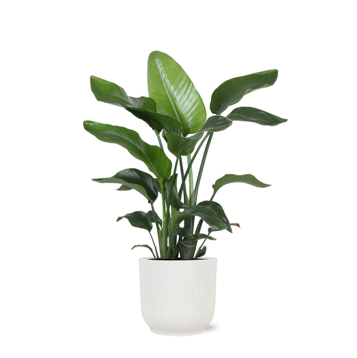 strelitzia-nicolai-o21cm-↕80cm-in-vibes-wit-pot