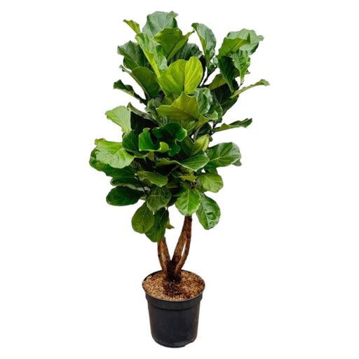 ficus-lyrata-vertakt-xl-200cm-o32