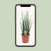 sansevieria-mikado-o19cm-↕70cm