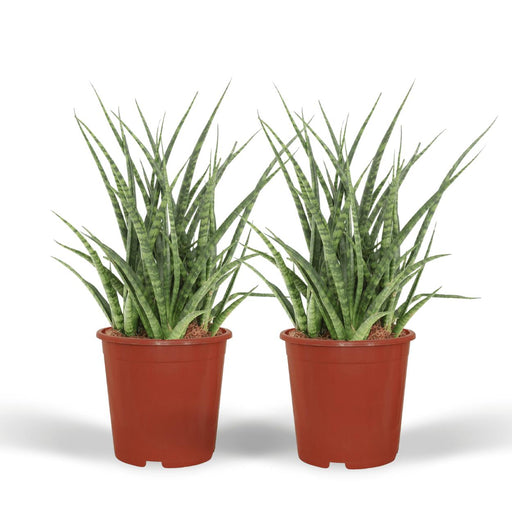 2x-sansevieria-fernwood-punk-vrouwentong-30cm-o12