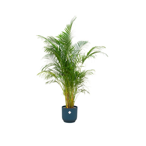 combi-deal-areca-palm-inclusief-elho-vibes-fold-round-blauw-o30-160-cm