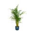 combi-deal-areca-palm-inclusief-elho-vibes-fold-round-blauw-o30-160-cm