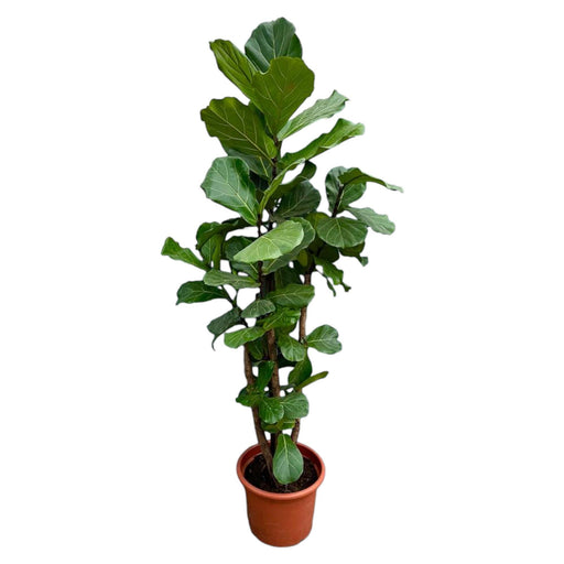 ficus-lyrata-vertakt-xxl-230cm-o40