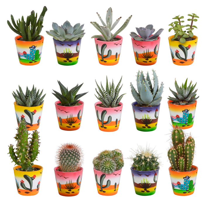 cactus-en-vetplanten-mix-5-5-cm-15-stuks-in-mexicaanse-pot