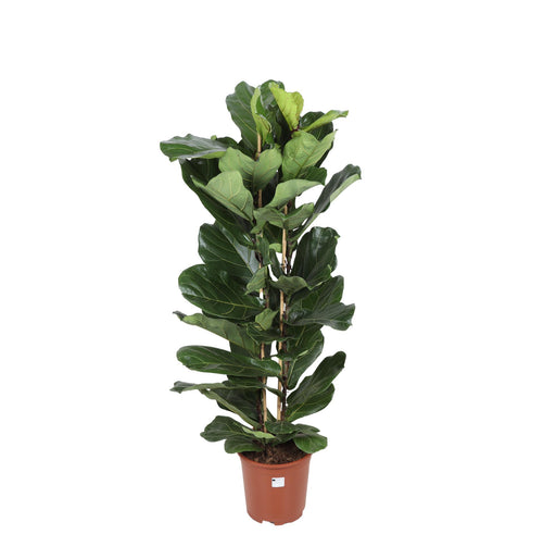 ficus-lyrata-o27cm-↕140cm