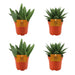 2x-aloe-paradisicum-2x-gasteria-hybride-aurora-4-stuks-o10-5cm-↕10cm