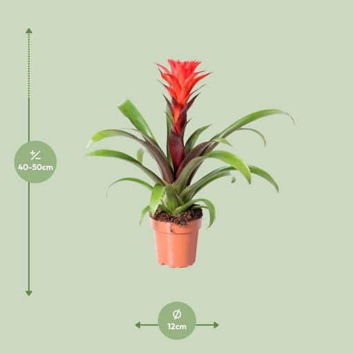 guzmania-rockyflower-hope-o12cm-↕43cm