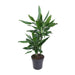 dracaena-janet-lind-o19cm-↕80cm