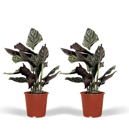 2x-calathea-ornata-pauwenplant-50cm-o14