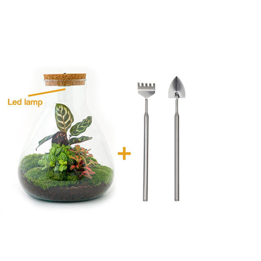 diy-terrarium-sam-calathea-with-light-↕-30-cm-rake-shovel