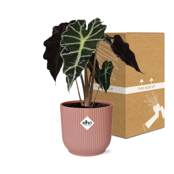 alocasia-polly-in-elho-vibes-fold-14cm-roze