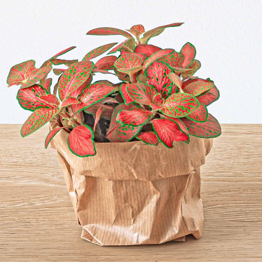 fittonia-oranje-roze-ruby-lime-mozaiekplantje-potmaat-8