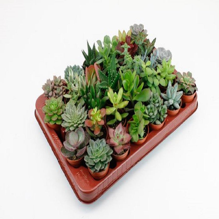 lock-succulenten-30-stuks-potmaat-5-5cm