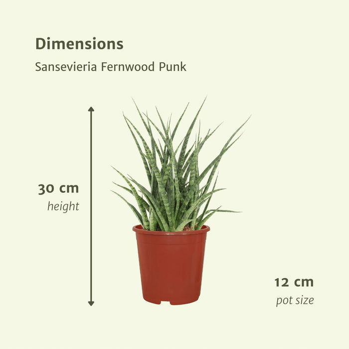 2x-sansevieria-fernwood-punk-vrouwentong-30cm-o12