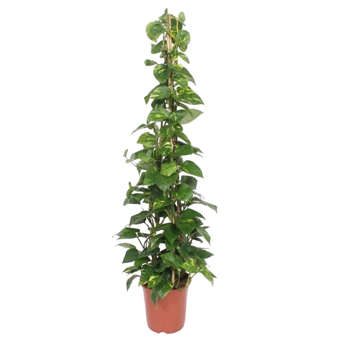 epipremnum-aureum-pyramide-160-cm-o27