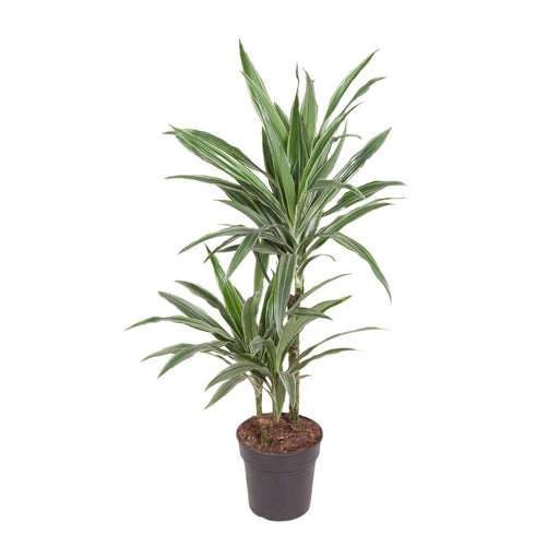 dracaena-warneckei-o19cm-↕100cm