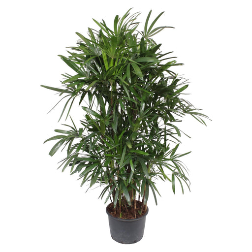 rhapis-excelsa-240-cm-o44