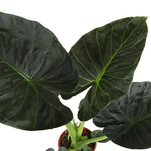 alocasia-regal-shield-o21cm-↕100cm-in-albury-black-mand