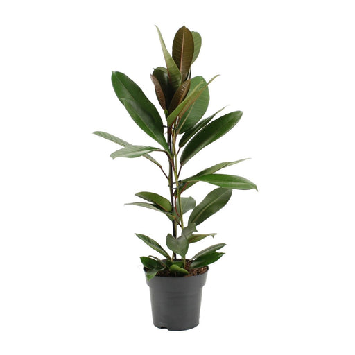 ficus-america-tresor-o17cm-↕75cm