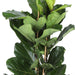 ficus-lyrata-o27cm-↕140cm-in-boule-wit-pot