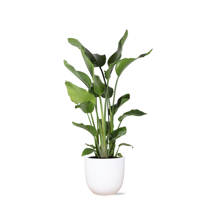 strelitzia-nicolai-o24cm-↕120cm-in-boule-wit-pot