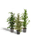 ficus-benjamina-danielle-95cm-o21cm-ficus-benjamina-twilight-95cm-o21cm-ficus-microcarpa-moclame-95cm-o21cm