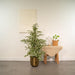 ficus-benjamina-twilight-95cm-o21cm-pot-mayk-gold