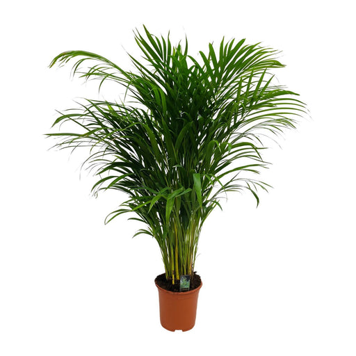 dypsis-lutescens-areca-o19cm-↕90cm-1