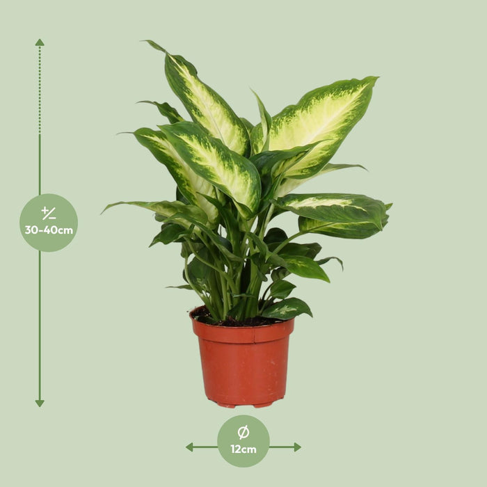 dieffenbachia-camilla-o12cm-↕35cm