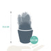 cactus-mix-5-5-cm-5x-in-mexicaanse-pot