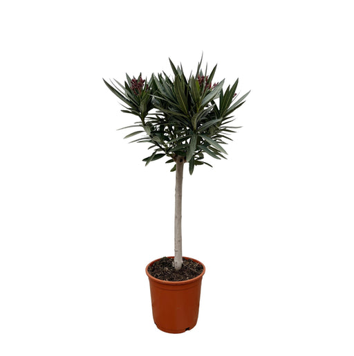 nerium-oleander-op-stam-met-witte-bloem-90cm-o30