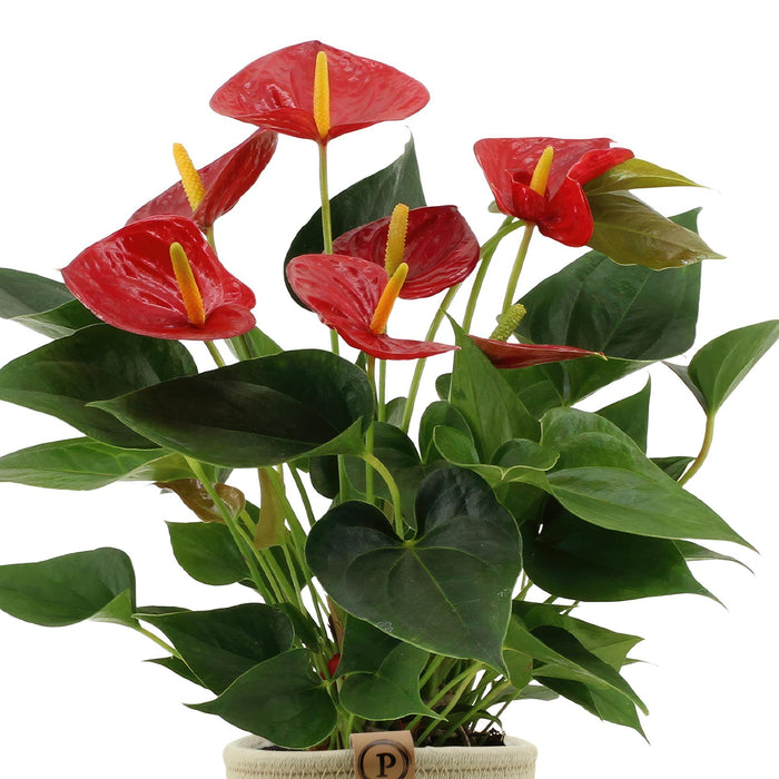 anthurium-andreanum-diamond-red-incl-pure-mand-45cm-o12