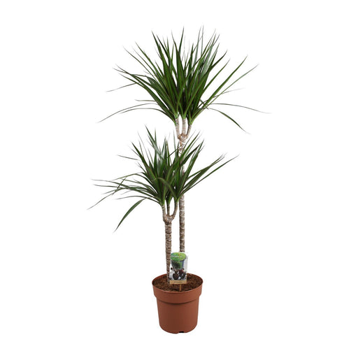 dracaena-marginata-o19-↕110