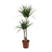 dracaena-marginata-o19-↕110