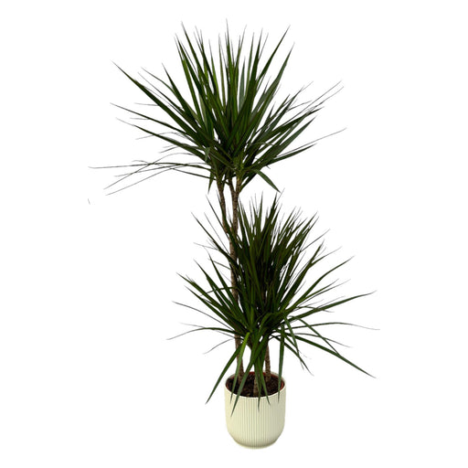 dracaena-marginata-120cm-o21cm-inclusief-elho-vibes-fold-round-wit-d22xh20