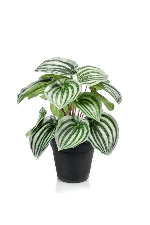 kunstplant-peperomia-argyreia-watermelon-25-cm