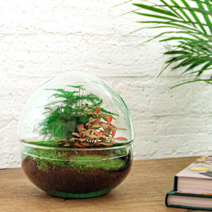 diy-terrarium-dome-red-↕-20-cm-rake-shovel-tweezer