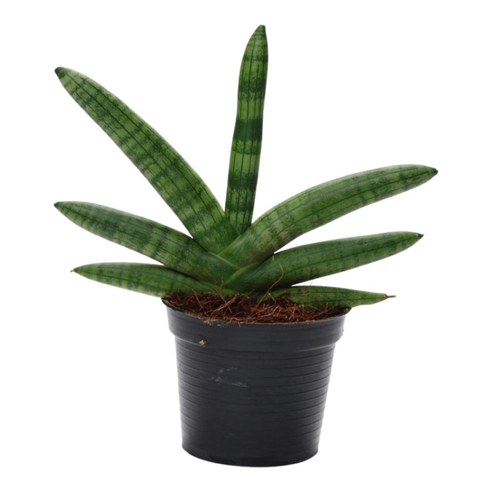 sansevieria-skyline-25-cm-o10-5