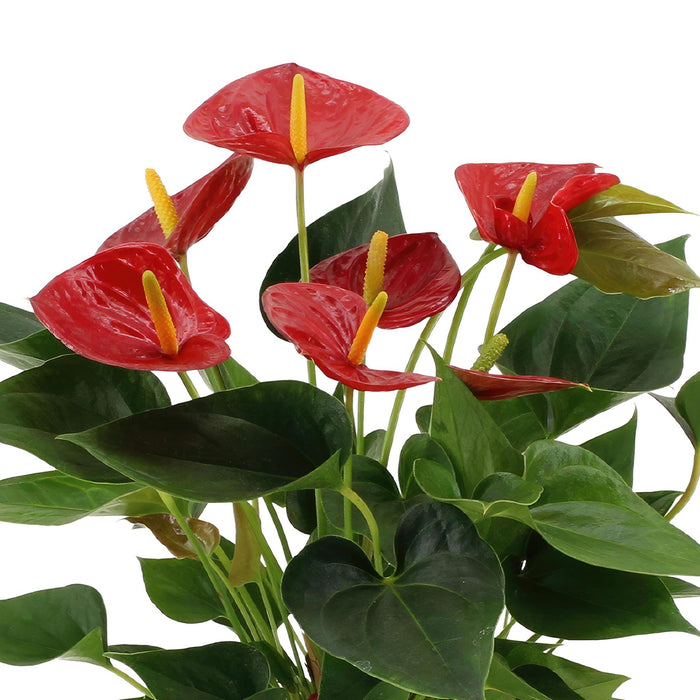 anthurium-andreanum-diamond-red-incl-pure-zink-45cm-o12