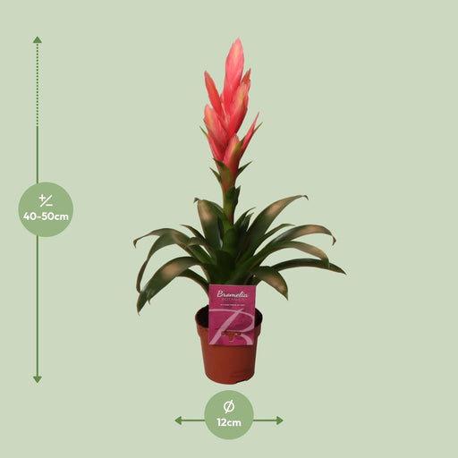 tillandsia-ziva-o12cm-↕50cm