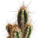 cactus-mix-5-5-cm-5x-in-mexicaanse-pot