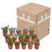 cactus-en-vetplanten-mix-5-5-cm-15-stuks-zonder-pot