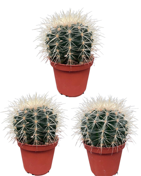 cactus-echiocactus-grusonii-normal-o10-5-cm-3x-↕13-17-cm