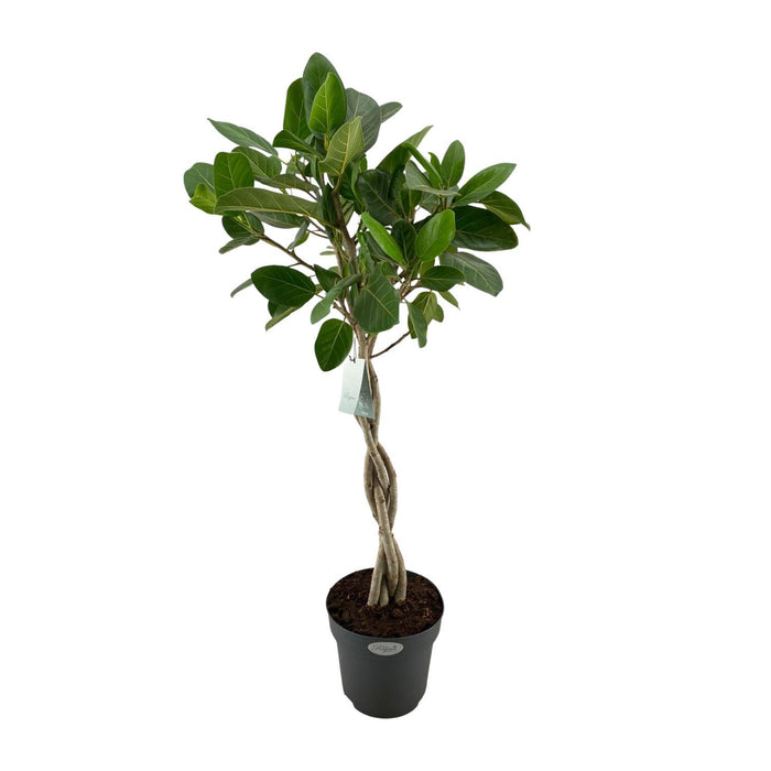 ficus-benghalensis-audrey-o27cm-↕110cm