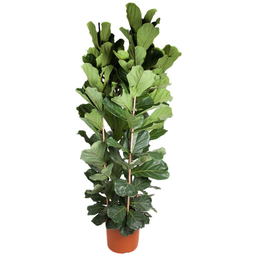 ficus-lyrata-struik-250-cm-o48