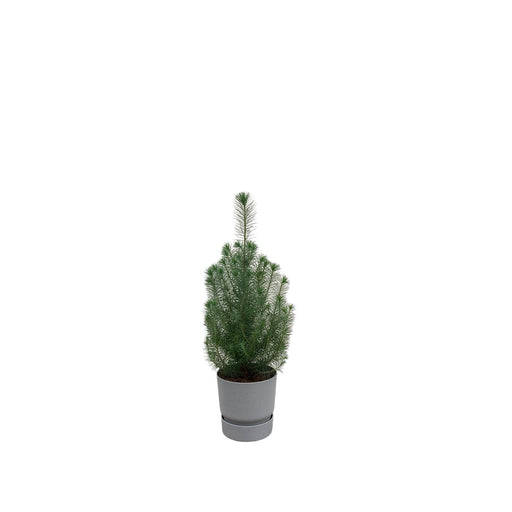 combi-deal-pinus-pinea-inclusief-elho-greenville-round-grijs-o18-50-cm