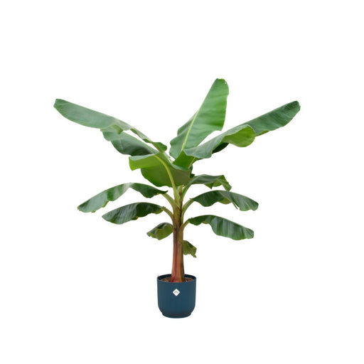 combi-deal-bananenplant-musa-inclusief-elho-vibes-fold-round-blauw-o30-150-cm