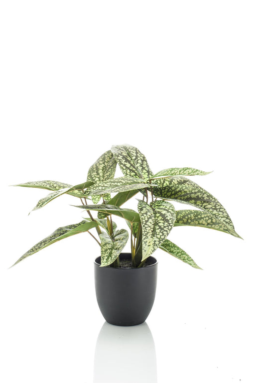 kunstplant-calathea-dots-schaduwplant-38-cm